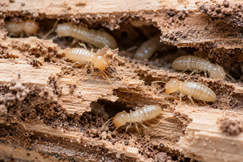 Termite control